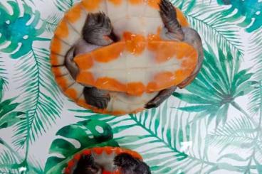 Sumpfschildkröten kaufen und verkaufen Foto: Emydura subglobosa CB 2020, 2021, 2022