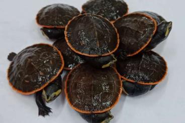 Turtles and Tortoises kaufen und verkaufen Photo: Emydura subglobosa CB 2022