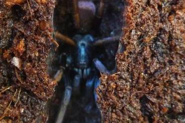 Spiders and Scorpions kaufen und verkaufen Photo: New specie Cyriocosmus!!!!!