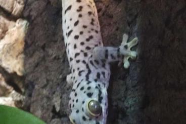 Geckos kaufen und verkaufen Photo: Crucis- Varanus- Ctenosaura- Thecadactylus Geckos kaufen und verkaufen Photo: Crucis- Varanus- Ctenosaura- Thecadactylus