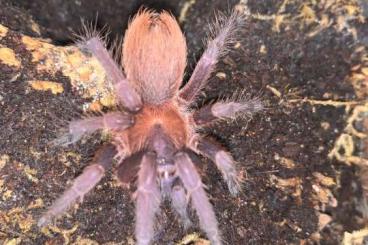 Spinnen und Skorpione kaufen und verkaufen Foto: Guantanamo, Phormictopus, Scopelobates, Haploclastus, Chilobrachys 