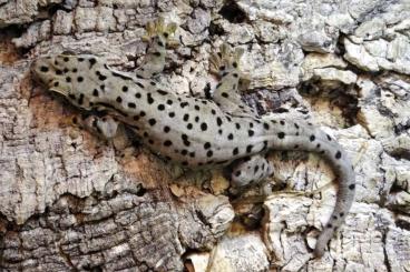Lizards kaufen und verkaufen Photo: Thecadactylus oskrobapreinorum !! Lizards kaufen und verkaufen Photo: Thecadactylus oskrobapreinorum !!