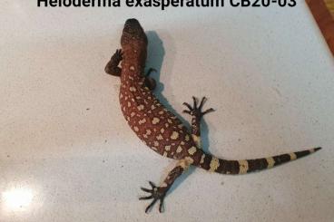other lizards kaufen und verkaufen Photo: Heloderma horridum exasperatum