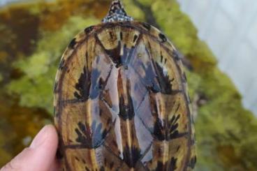 Schildkröten  kaufen und verkaufen Foto: Staurotypus triporcatus available