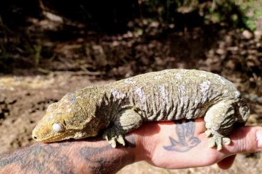 Geckos kaufen und verkaufen Foto: Rh. Leachianus adult female