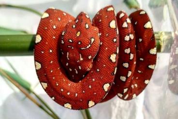Schlangen kaufen und verkaufen Foto: Morelia viridis Biak CBB2021