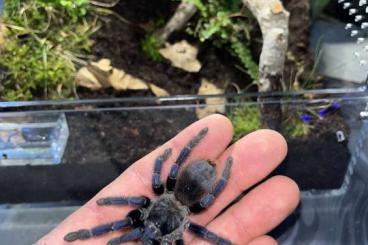 Vogelspinnen kaufen und verkaufen Foto: T. Seladonia 0.1, L. Sazimai 0.1, Caribena Versicolor 0.0 Vogelspinnen kaufen und verkaufen Foto: T. Seladonia 0.1, L. Sazimai 0.1, Caribena Versicolor 0.0