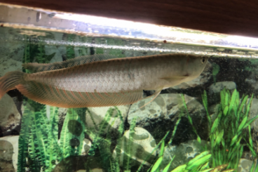 ornamental fish kaufen und verkaufen Photo: Silver Arowana (Osteoglossum bicirrhosum) 35 cm