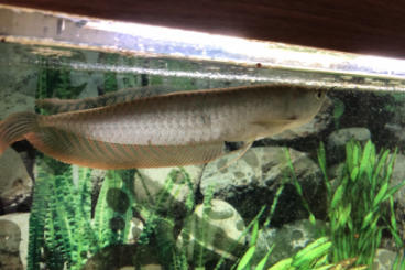 Zierfische kaufen und verkaufen Foto: Silver Arowana (Osteoglossum bicirrhosum) 35 cm