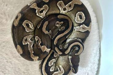 Ball Pythons kaufen und verkaufen Photo: Königsphytons wegen Bestandsumstellung abzugeben