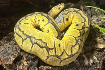 Königspythons kaufen und verkaufen Foto: Python regius (Königsphytons) wegen Bestandsumstellung abzugeben Königspythons kaufen und verkaufen Foto: Python regius (Königsphytons) wegen Bestandsumstellung abzugeben