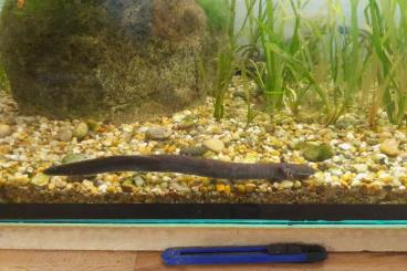 newts and salamanders kaufen und verkaufen Photo: Siren Intermedia Armmolch