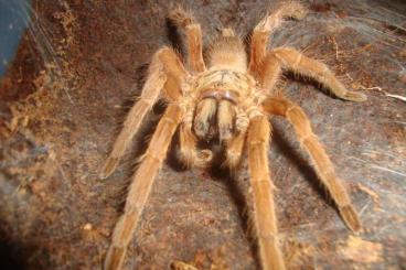 Spinnen und Skorpione kaufen und verkaufen Foto: Indian Brazilian and African tarantulas.