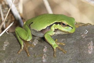 frogs kaufen und verkaufen Photo: Required for June Hamm 2023