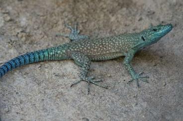 Lizards kaufen und verkaufen Photo: Searching for June Hamm 2023