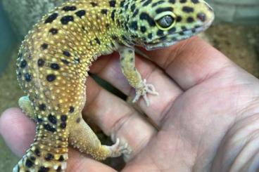 Geckos kaufen und verkaufen Photo: 0.2 Leopardgeckos, NZ 2018