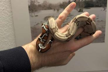 Schlangen kaufen und verkaufen Foto: Boa constrictor constrictor DNZ 24 Schlangen kaufen und verkaufen Foto: Boa constrictor constrictor DNZ 24