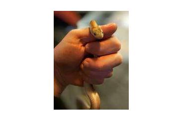 Snakes kaufen und verkaufen Photo: Preisupdate! Boaedon mentalis und Corallus hortulanus