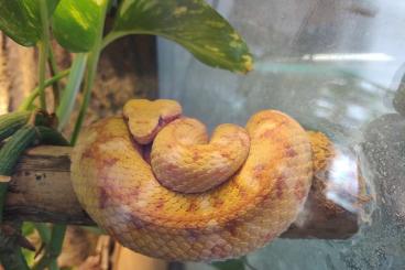 Venomous snakes kaufen und verkaufen Photo: B. schlegelii, A. lubricus, B. erythromelas