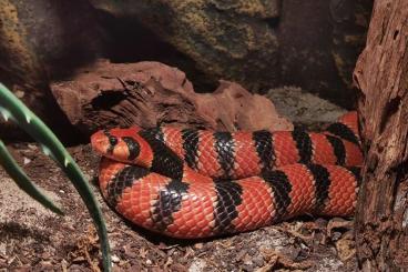 Venomous snakes kaufen und verkaufen Photo: Aspidelaps l. lubricus 0.1 CB 2019 Venomous snakes kaufen und verkaufen Photo: Aspidelaps l. lubricus 0.1 CB 2019