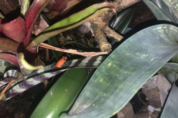Poison dart frogs kaufen und verkaufen Photo: Oophaga pumilio almirante offspring