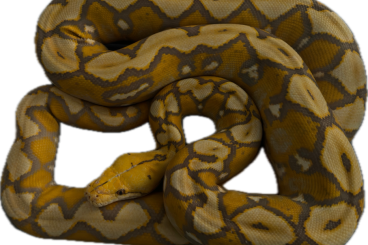 Pythons kaufen und verkaufen Photo: 1.0 Reticulated python Netzpython Orange Glow Sunfire NZ 2020
