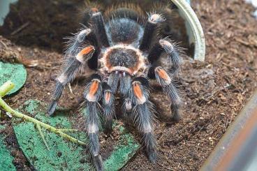 - bird spiders kaufen und verkaufen Photo: 0.1 Brachypelma auratum adult