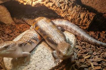 Skinks kaufen und verkaufen Photo: Tiliqua scincoides intermedia Blauzungenskink