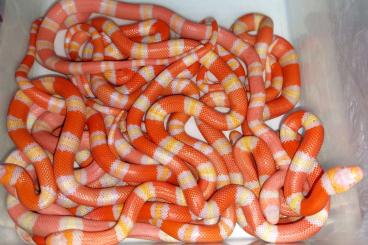 Schlangen kaufen und verkaufen Foto: Lampropeltis hondurensis albino CB23
