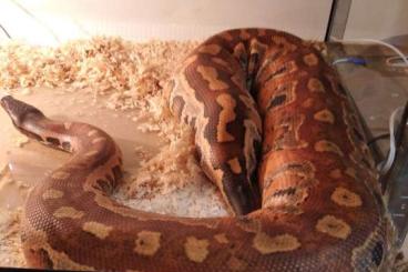 Snakes kaufen und verkaufen Photo: 1,0 Python brongersmai CB2019