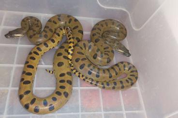 Schlangen kaufen und verkaufen Foto: Green anacondas Eunectes murinus