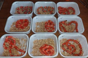 Snakes kaufen und verkaufen Photo: Lampropeltis hondurensis CB2024