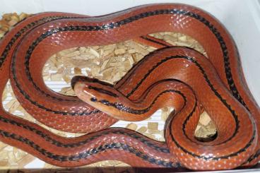 Schlangen kaufen und verkaufen Foto: Oreocryptophis porphyraceus coxi