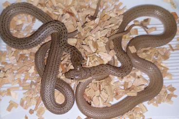 Schlangen kaufen und verkaufen Foto: Eirenis punctatolineatus CB2021
