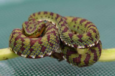 Venomous snakes kaufen und verkaufen Photo: Trimeresurus flavomaculatus CB 2023 
