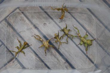 Insekten kaufen und verkaufen Foto: Extatosoma tiaratum Gespenstschrecken,Farnstabschrecken Insekten kaufen und verkaufen Foto: Extatosoma tiaratum Gespenstschrecken,Farnstabschrecken