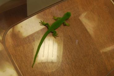 Geckos kaufen und verkaufen Foto: 1,0 Naultinus elegans for sale or in trade against Abronia Geckos kaufen und verkaufen Foto: 1,0 Naultinus elegans for sale or in trade against Abronia
