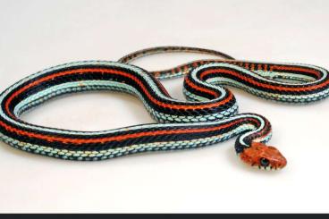 Nattern ungiftige kaufen und verkaufen Foto: Thamnophis sirtalis tetrataenia Nattern ungiftige kaufen und verkaufen Foto: Thamnophis sirtalis tetrataenia