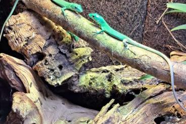 Lizards kaufen und verkaufen Photo: Gastropholis Prasina eigene Nachzuchten