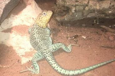 Echsen  kaufen und verkaufen Foto: 1.0 Crotaphytus collaris collaris Wichita Mountains