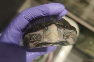 Schildkröten  kaufen und verkaufen Foto: selling Kinosternon Hirtipes Murrayi