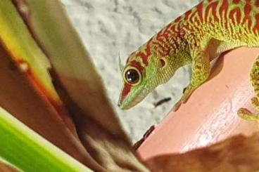 Geckos kaufen und verkaufen Foto: Phelsuma lineata lineata / Phelsuma grandis High Red