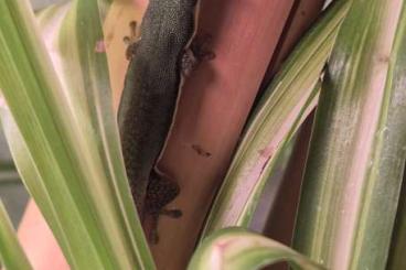 Geckos kaufen und verkaufen Photo: 0.1 Phelsuma lineata lineata