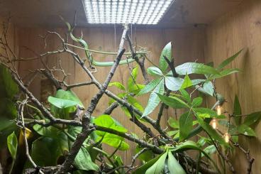 Colubrids kaufen und verkaufen Photo: Opheodrys aestivus - raue grasnatter