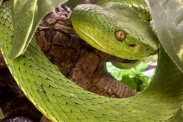 Venomous snakes kaufen und verkaufen Photo: Trimeresurus Ssp. / bitis Caudalis Venomous snakes kaufen und verkaufen Photo: Trimeresurus Ssp. / bitis Caudalis