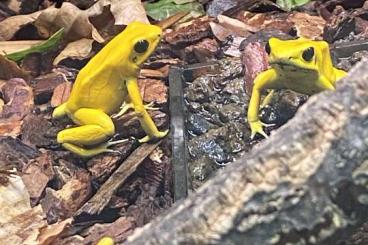 Poison dart frogs kaufen und verkaufen Photo: terribles gelb Zucht Gruppe und Jungtiere 