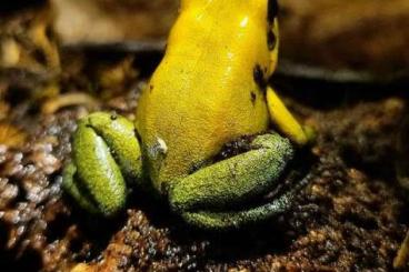 Poison dart frogs kaufen und verkaufen Photo: phyllobates bicolor Uraba 1.0 rufend