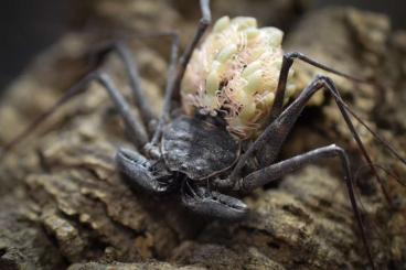 Spinnen und Skorpione kaufen und verkaufen Foto: Phrynus Whitei/ Geißelspinnen/ Amblypygi / Whipsspider Spinnen und Skorpione kaufen und verkaufen Foto: Phrynus Whitei/ Geißelspinnen/ Amblypygi / Whipsspider