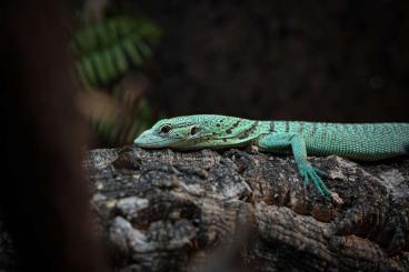 Echsen  kaufen und verkaufen Foto: Varanus Prasinus 0.0.1 DNZ 2023