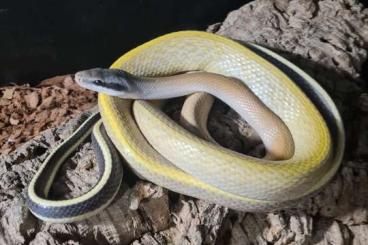 Schlangen kaufen und verkaufen Foto: Othriophis Ridleyi (ridleys Rat snake)